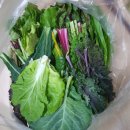 김재형농장 | 10월 14일 모듬쌈채소 라이브방송 현장 이야기와 라방 후기