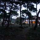 지천솔밭 이미지