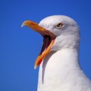 갈매기 이미지