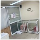 강아지미용실 이미지