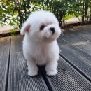 러브애견 이미지