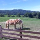 파랑새목장 이미지