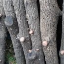 참나무표고버섯 이미지