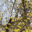 산수유 연인의길 | 이천나들이, 이천 산수유마을 방문후기 (2024 이천산수유축제 03.24- 03.26)