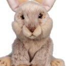 애완동물원 이미지