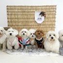 가치있개 반려견 유치원 이미지