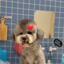 댕댕이의 품격 이미지