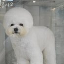 몽시오 이미지