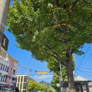 흰구름 맑은달 | [서울] 북촌한옥마을 나들이 가는법 남산타워보이는 포토존