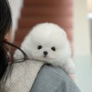 부산강아지분양 미유펫 이미지