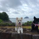 밀레니엄빌 | 서귀포 저렴한 가성비 애견동반 펜션 밀레니엄빌