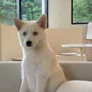 공상가옥