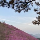 천주산 등산로변(천주암) | 진달래 원탑!!!창원 천주산 최단코스 | 천주암 출발 원점회귀 ⛰️🌸🔥