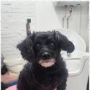 오늘도 예쁘개 이미지