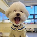 리치펫하우스 이미지