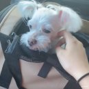 복골온천 애견스파 이미지