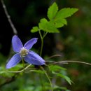 Clematis alpina 이미지