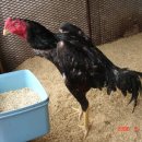 시원한 농장 이미지