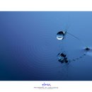 BLUESUGAR