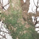 정의5리 이미지