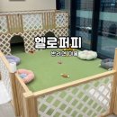 헬로퍼피1 이미지