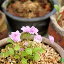 삼도농장 이미지