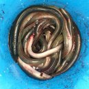 생극낚시터 이미지