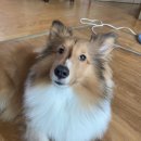 사랑해요동물병원 이미지