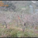 진상초황죽분교장 이미지