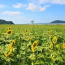 난정리(해바라기정원) 이미지