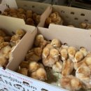 귀래농장 이미지