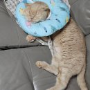 신성동물병원 | [SUB수술]고양이 요로결석(요로폐색)으로 인한 SUB 수술 후기(1)