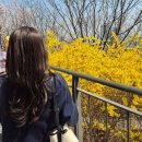 팔각정 공원 | 서울 응봉산 개나리축제 가는법 실시간 개화 팔각정 포토존 포토스팟 추천