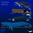 범고래(killer whale;orca)의 미스터리와 가설들(스크롤,데이터주의) 이미지
