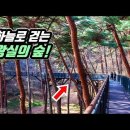 🚌 국내 유일! 하늘로 걷는 왕실의 숲 '14km' 트레킹 코스 | 📸 대중교통 당일치기 여행 이미지