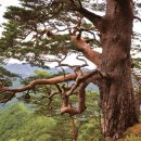 울진소나무 중앙일보