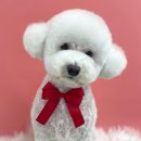 사개절 펫살롱 이미지