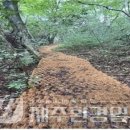 붉은오름자연휴양림2 이미지