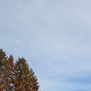 작은나무 이미지