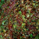 시골반찬 이미지