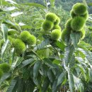 원봉농장 이미지