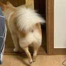 더 도그맘 이미지