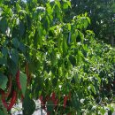 철수농장 이미지