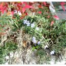 봄약국 앞 이미지