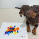 딩동댕독 이미지