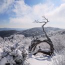 태백 태백산.. 올겨울 첫눈 산행... 이미지