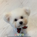 몽이미용실 | 인천애견미용실 후기 말티폼을 닮은 비숑 귀툭튀 스포팅 미용