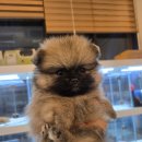 펫 중개소 이미지