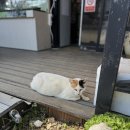 늘푸른 흑염소가든 보성본점 이미지