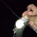 광신대교 이미지